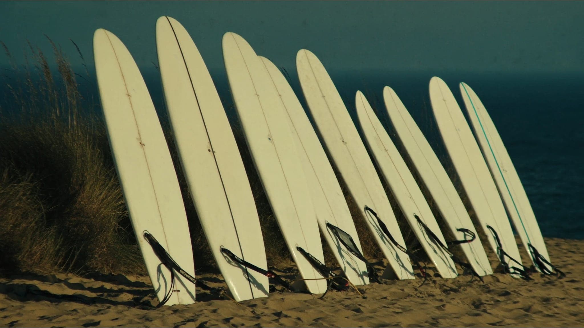 Tavole da surf senza marchi piantate dritte nella sabbia alla luce del tramonto, leash arrotolati.